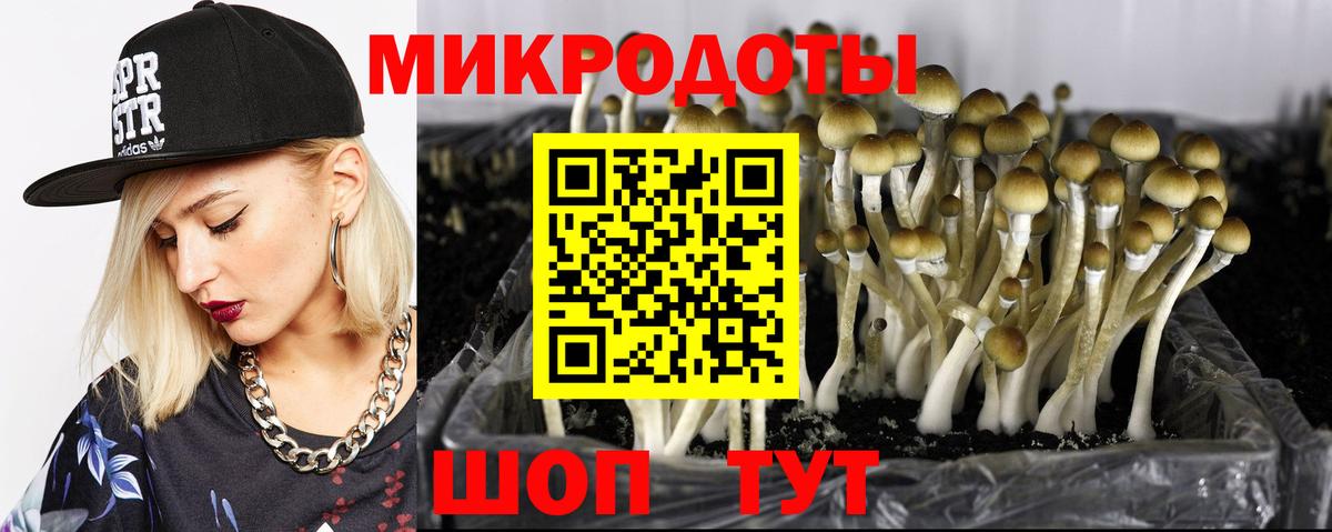 купить наркотик  Псилоцибиновые грибы Magic Shrooms  Вход с VPN  Карачаевск 